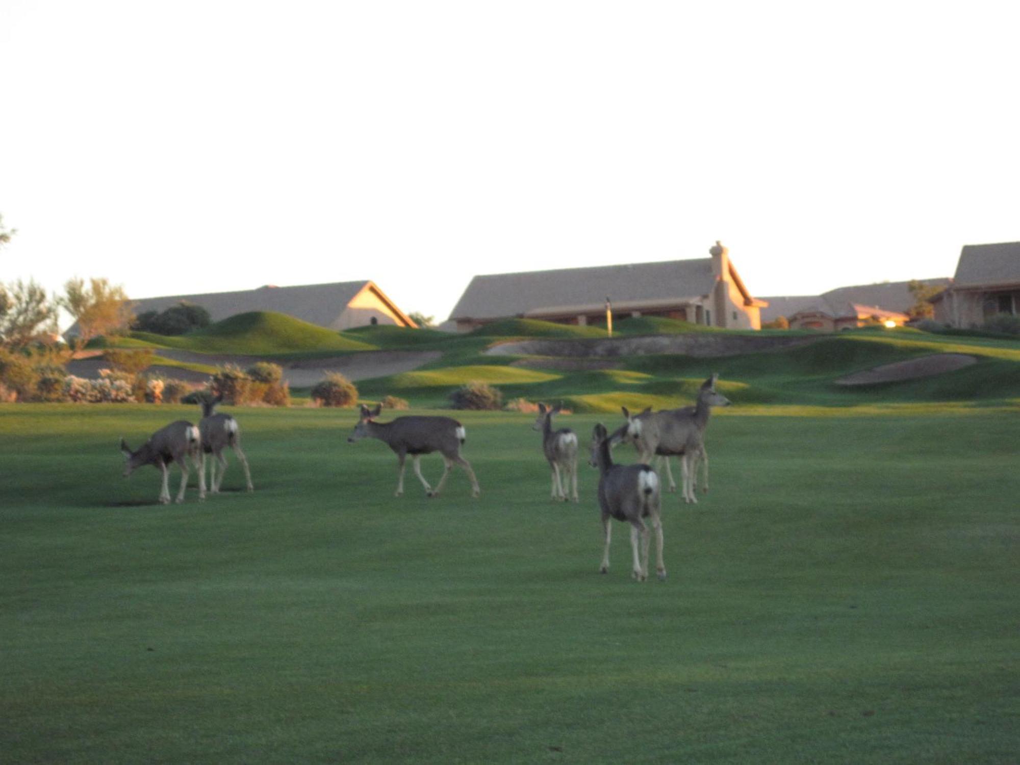 Gold Canyon Golf Resort Pokoj fotografie